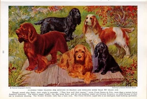 16-1937 Dog Prints/Spaniel-Setter-Bloodhound-Golden Retriever-Foxhound-Whippets - Picture 1 of 16