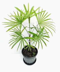 Rhapis Multifida Palm Tree - Picture 1 of 13