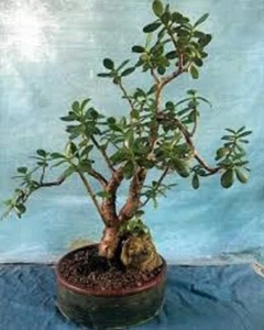 Crassula Ovata Croby's large Jade Plant: 1- Live, Succulent + Bonus 17" to 24" - Picture 1 of 1