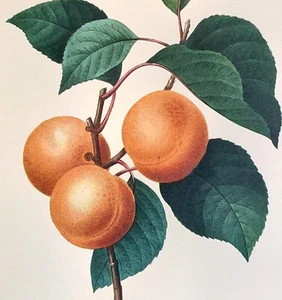 Pierre Joseph Redoute APRICOT originale d'epoca libro arte botanica piatto stampa 1 - Foto 1 di 3
