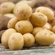 Garden State Bulb Yukon Gold Seed Potatoes for Planting, Non-Gmo
