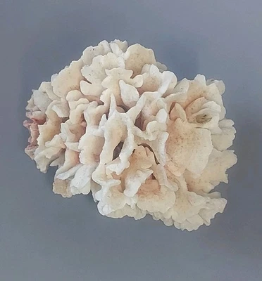 Vintage Cauliflower Pink Coral Shell Mineral Length 12 cm Height 10 cm - Image 1 of 4