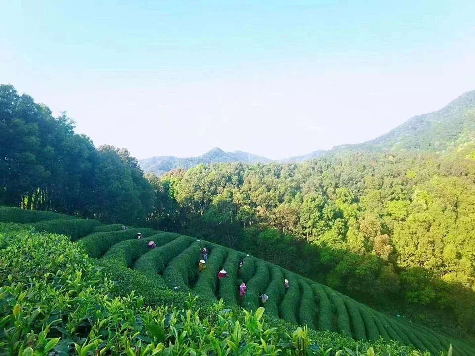 Té Longjing West Lake 2025 Foto 1 de 4