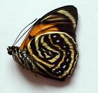 Agrias Amydon Athenais  - Unmounted Butterfly