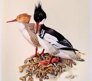 Placa de libro con impresión artística vintage J F Lansdowne Birds RED-BREASTED MERGANSER 8 - Imagen 1 de 3