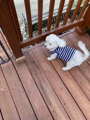 Dog T Shirt Striped Navy And White fits dogs 11 to 15 lbs - Image 1 of 3