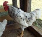 7 Sapphire Splash Hatching Eggs - Chickens that lay Jumbo Eggs Year 'round