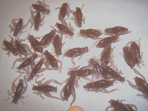 Crappie Lure Cricket Fishing Lure 40 Floating Insect Top Water Lure Trout Perch - Picture 1 of 5