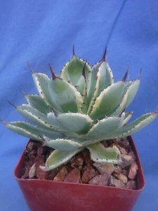 Agave "Kissho Khan" Variegated Cousin of "Desert Diamond" Superb Succulent 3"-4" - Picture 1 of 10