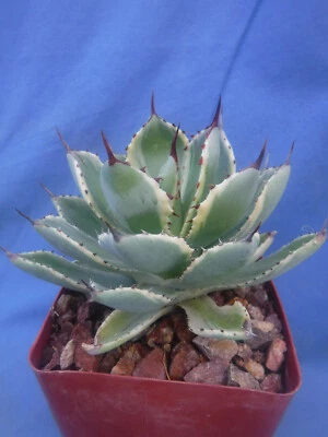 Agave "Kissho Khan" Variegated Cousin of "Desert Diamond" Superb Succulent 3"-4" - Image 1 of 4