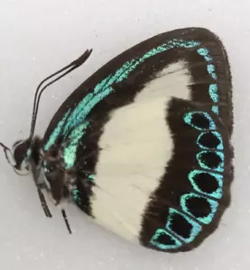Beatiful lycaenidae Danis apollonius? A1 from Papua - Picture 1 of 3