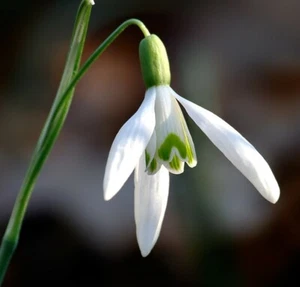 GIANT FLOWERING SNOWDROPS-GALANTHUS Flower Bulb Pretty Flowers, Check Our Store - Picture 1 of 12