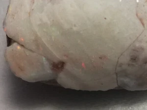 41.95 CT 110 million-year-o*VIDEO Australian OPALISED SHELL FOSSIL CRYSTALLISED - Picture 1 of 4