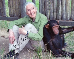 FOTO 8x10 firmada por Jane Goodall chimpancé experto conservación animal beckett bas - Imagen 1 de 2