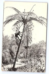 Philippinen Postkarte Baumfarne in Bontoc Postkarte D406 - Bild 1 von 2