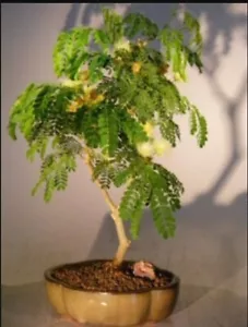 Flowering Brazilian Raintree Bonsai Tree 12"H Indoor Pithecellobium Tortum - Picture 1 of 1