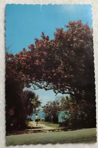 The Oleander Grows Profusely In Bermuda. Postcard (F1) - Picture 1 of 2