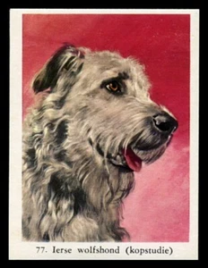 IRISH WOLFHOUND Dog Full Speed Cigarette Card - Dutch c. 1954 - Picture 1 of 2