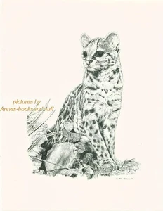 #155 OCELOT wild life art print WILD CAT * Pen and ink drawing by Jan Jellins - Picture 1 of 9
