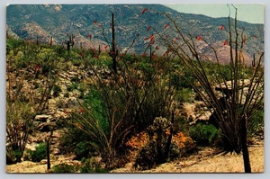 Postcard Ocotillo Cactus Dominates This Springtime Desert Scene c1950s Arizona - Picture 1 of 2