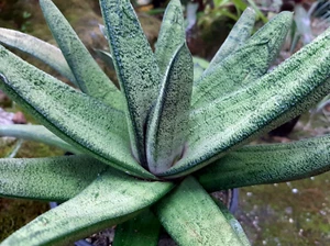 GASTERIA G20 HYBRID  ***  SELDOM AVAILABLE  ! ! ***  / CACTUS - Picture 1 of 6