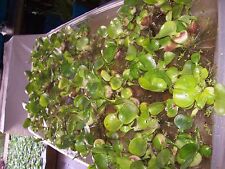 "50" Helen'S Water Hyacinth,Pond,Plant,Organ ic,Grown