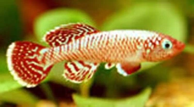 Killifish NOTHOBRANCHIUS EGGERSI RUFIJI ROJO Killi huevo pez tropical 30 huevos Foto 1 de 4