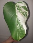 Monstera Variegata Tiger Zimmerpflanze / Mint Sport Green Plant Philodendron 