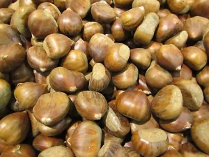 Esskastanie - Marone - Castanea sativa - Winterharte Pflanze 40-60cm - Bild 1 von 3