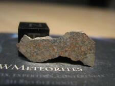 Meteorite NWA 13298 - LL3 Breccia (Estimated 3.5) with Type 3 Clasts (>3.5)