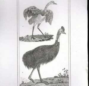 FOUIOU et CASOAR Gravure AUTRUCHES Original circa 1800 VAUTHIER MASSARD - Picture 1 of 2