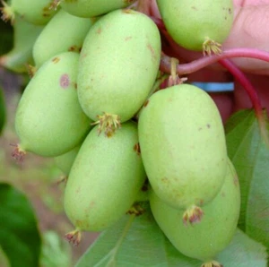 Vitikiwi ® Minikiwi großfruchtige Bayernkiwi actinidia arguta im 3,5 Liter Topf - Bild 1 von 2