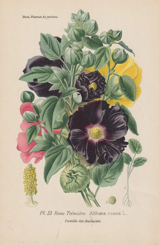 Stockrose (Alcea rosea) CHROMO-LITHOGRAPHIE von 1896 Désiré Bois RAR - Bild 1 von 1