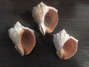 Rapan SET 3 Pcs. Shell natural, Black Sea Odessa - Picture 1 of 12