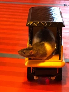 Innovative Rat-Operated Vehicle (ROV), Let Your Rat Friend Roam! - Picture 1 of 15