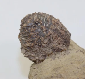 Crinoide, Megaradialocrinus anaglypticus, Devon, Givet, Üxheim, Eifel, GER-m124 - Picture 1 of 7