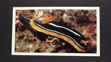 1 x Grandee Cigar card Living Ocean - Pyjama Nudibranch ± No 8 ≠ Q34
