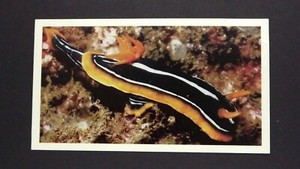 1 x Grandee Cigar card Living Ocean - Pyjama Nudibranch ± No 8 ≠ Q34
