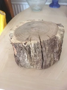 Oak wood tree log section slab cookie trunk - carving woodworking x 1 - Picture 1 of 1