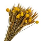 100Pcs Dried Wheat Stalks for Decor & 15 Stems Yellow Balls Buttons, Autum