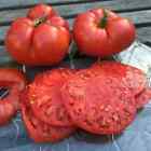 Tomato Seeds - Beefsteak Indeterminate - 300.Mg