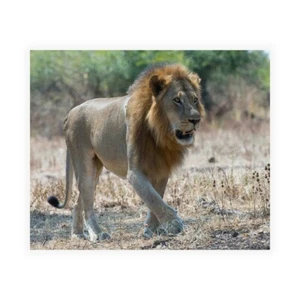 Stampa su Tela su Carta Poster o Quadro Bennion Scott South Luangwa Lion - Picture 1 of 2