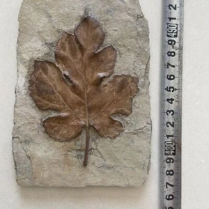 Colección fósil única y auténtica de hojas de árbol - Imagen 1 de 3