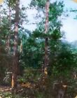 Forêt défrichée, route, pays de Catahoula, Louisiane, toboggan en verre lanterne magique