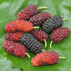 Red Mulberry fruit tree, Large red mulberries on tree size LIVE PLANT berry