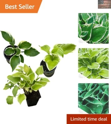 Live Perennial Plants - Assorted Varieties, 3-Pack, 10" Tall for Your Garden - Image 1 of 4