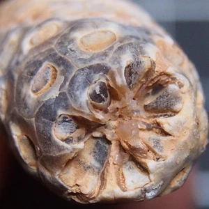 32mm Equicalastrobus sp. Pine Cone Seed Chalcedony Fossil Plant Eocene 1440 - Picture 1 of 12