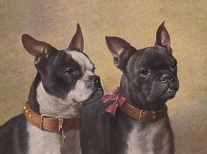 FRENCH BULLDOG CHARMING DOG GREETINGS NOTE CARD TWO BEAUTIFUL DOGS HEAD STUDY - Picture 1 of 1