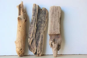 Treibholz Schwemmholz Driftwood 3  Hölzer Terrarium Dekoration 35 -37 cm **115** - Bild 1 von 12