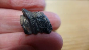 GEOLOGICAL ENTERPRISES Pleistocene fossil DEER tooth Odocoileus virginianus  - Picture 1 of 6